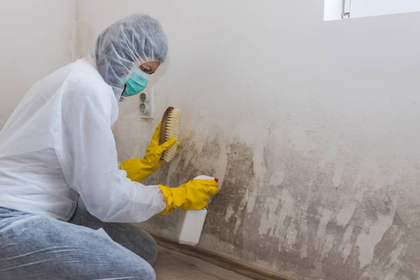 Best Mold Testing  in Conyngham, PA