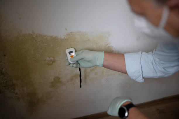 Mold Removal Process in Conyngham, PA